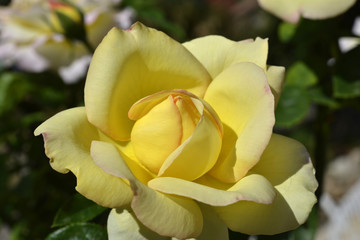 Flowers.