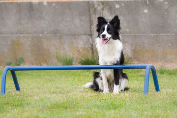 Border collie agility