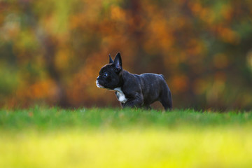 Obraz na płótnie Canvas PurebrAutumn french bulldog puppy .on a grass field with autumn trees in backgrounded french bulldog puppy running on a grass field with autumn trees in background