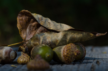 Dried Leaf and Acorns of Autumn Resting on Aged and Weathered Wood