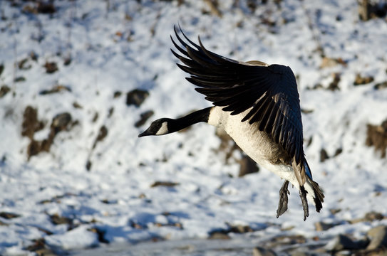 Canada Goose Landing on the Snowy Winter River