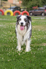 Border collie