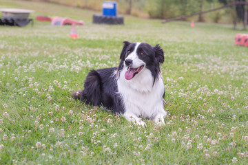 Border collie