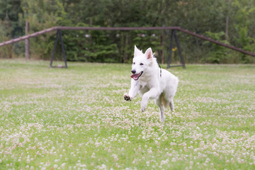 Berger blanc suisse