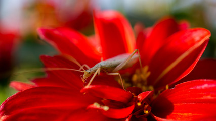 Flower bug