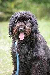 bouvier