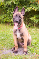 Berger belge malinois