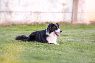 Border collie