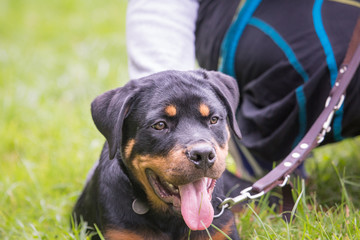 rottweiler