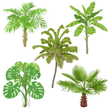 Tropical Plants Isolated