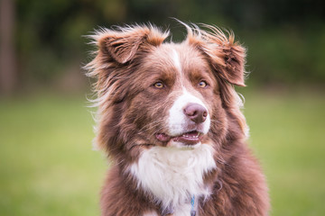 border collie