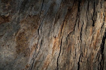 textura de un árbol a la sombra