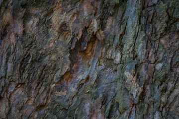 Textura de un árbol cafe y gris