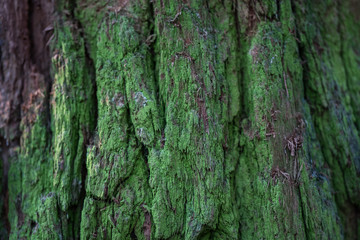 Detalle de un árbol cubierto de vida