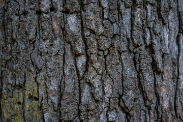 Detalle de la corteza de un árbol  