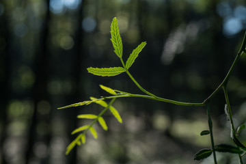 Una planta llena de vida