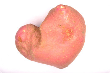 The first harvest of young potatoes harvested on their backyard in early summer by beginning farmers