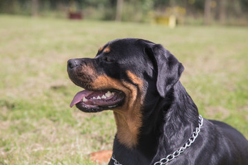 Fototapeta premium rottweiler