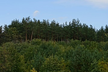 опушка леса с соснами и  зелёные лиственные деревья на фоне неба © butus