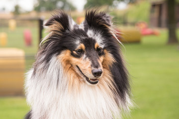 sheltie