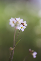 Obraz premium schöne Blume