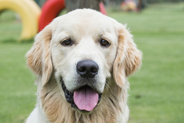 golden retrievers