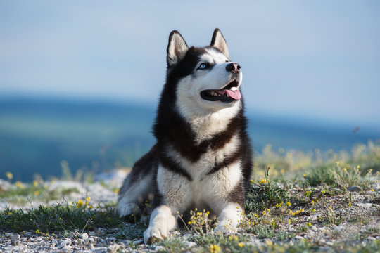 Black and white Siberian husky lying on a mountain on the background of the lake. The dog on the background of natural landscape.