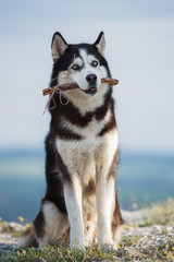 Black and white Siberian husky sitting on a mountain on the background of the lake and the forest and eats treats. The dog on the background of natural landscape.