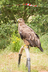 Rapace