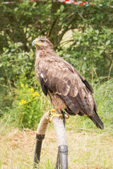 aigle