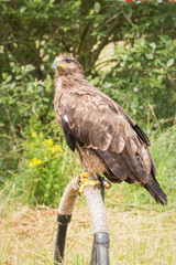 aigle