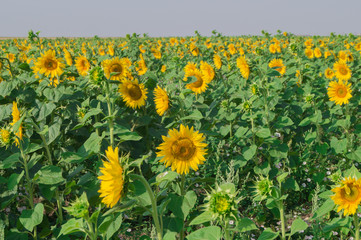 Field of sunflowers on a sunny day