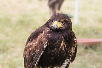 Rapace