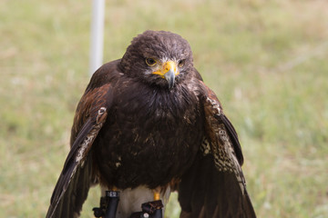 Rapace