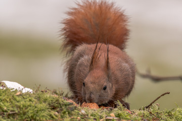 Eurasian Red Squirrel - (Sciurus vulgaris)  Cute arboreal, omnivorous rodent with long tail, climbing in the tree. Adorable curious mammal. Portrait of eurasian squirrel in natural environment.