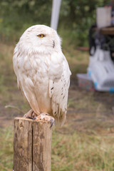 Rapace