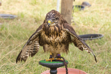 Rapace