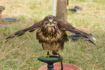 Rapace