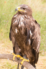Rapace