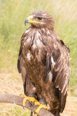 Rapace