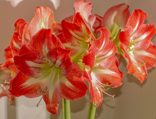 Flowers.
