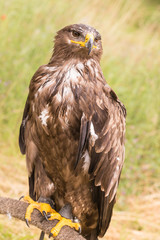Rapace