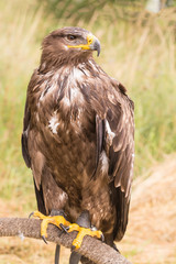 Rapace