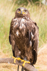 Rapace