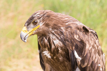 Rapace
