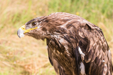 Rapace