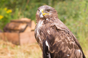 Rapace