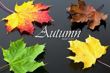 Autumn theme: maple leaves of red-yellow color in the background with yellow and green leaves and texture: Autumn maple leaves.