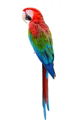 Poster Scarlet Macaw, kleurrijke vogel zitstokken met witte achtergrond en uitknippad. © Narupon
