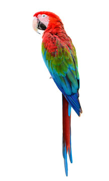 Scarlet Macaw, Colorful bird perching with white background and clipping path.